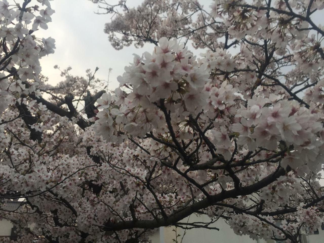 Guest House Daisho Oshiro Asobi Matsue Exterior photo
